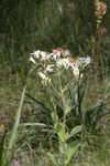 Pine barren whitetop aster